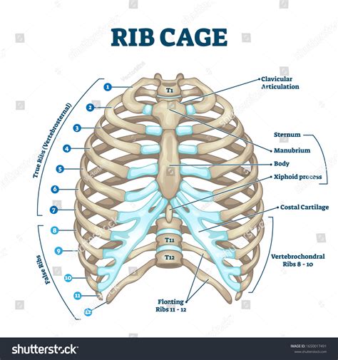 Diagram Of My Ribs