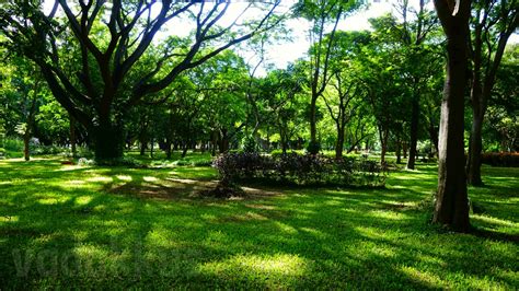 Heavenly Cubbon Park on a Sunny Sunday Afternoon – Fottams!