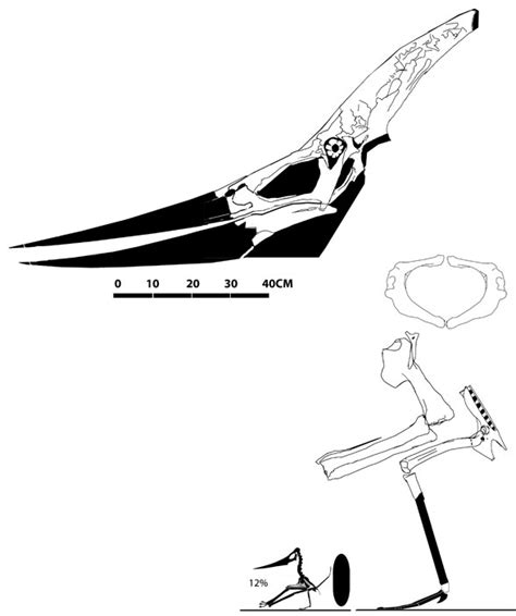 Pteranodon ingens YPM 2594