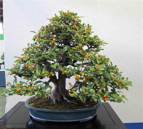 Care guide for Citrus Bonsai (Citrus limon, sinensis) - Bonsai Empire