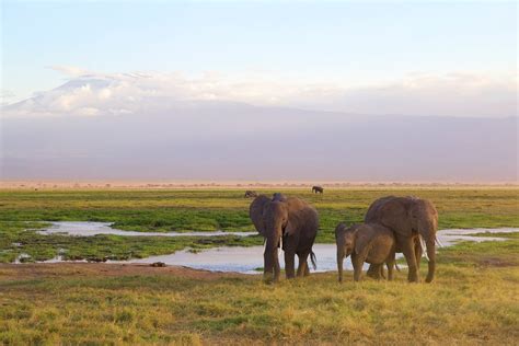 Kenya Elephant Safari Details | Safariopedia | Explore Worldwise Safari ...