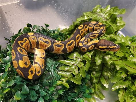 Ball Python Baby - Ringtail Exotics Pets