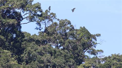 Philippine Eagles thrive in ZamPen forests