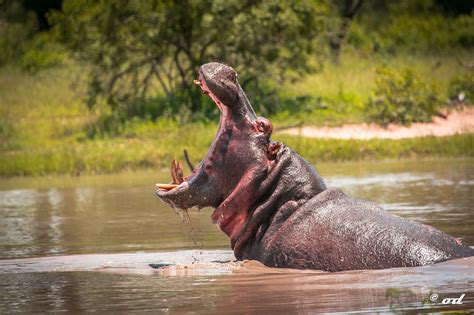 Download Animal Hippo HD Wallpaper