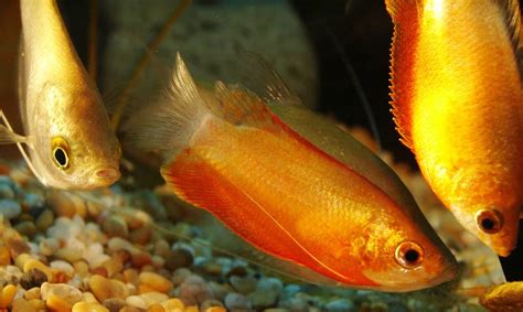 The Ultimate Honey Gourami Care Guide | Fishkeeping Advice