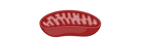 Mitochondria: Definition, Function, and Structure