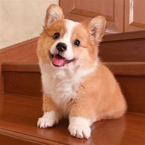 Corgi puppies | PostAds.ph