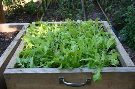 Container Gardening – Vegetables | Walter Reeves: The Georgia Gardener