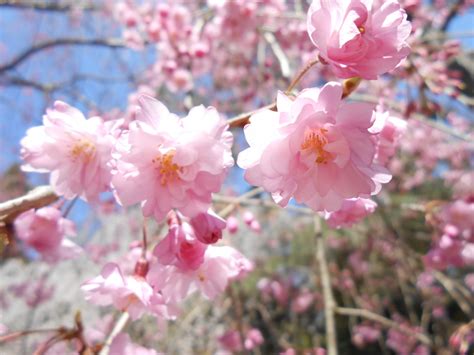 Cherry Blossoms In Nagano - SNOW MONKEY RESORTS