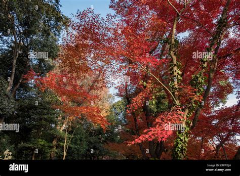 Beautiful fall color of Kyoto Botanical Garden, Kyoto, Japan Stock ...