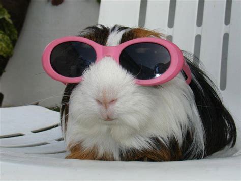 Best Templates: Cute Funny Guinea Pig Pictures