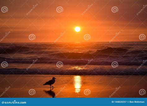 Seagull Silhouette with Sunset Stock Image - Image of sunlight, shadows: 144820257