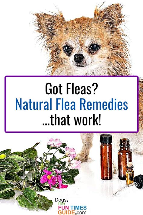 Best Home Remedies For Fleas On Dogs: Which Natural Flea Treatment For Dogs Is Your Favorite ...