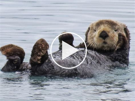 sea otter - Google Search | Otters cute, Cute wild animals, Otters