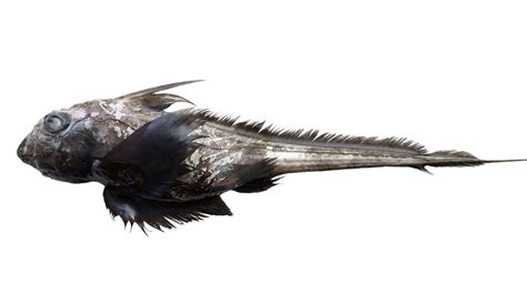 New 'Ghost Shark' Species Discovered off Coast of Thailand