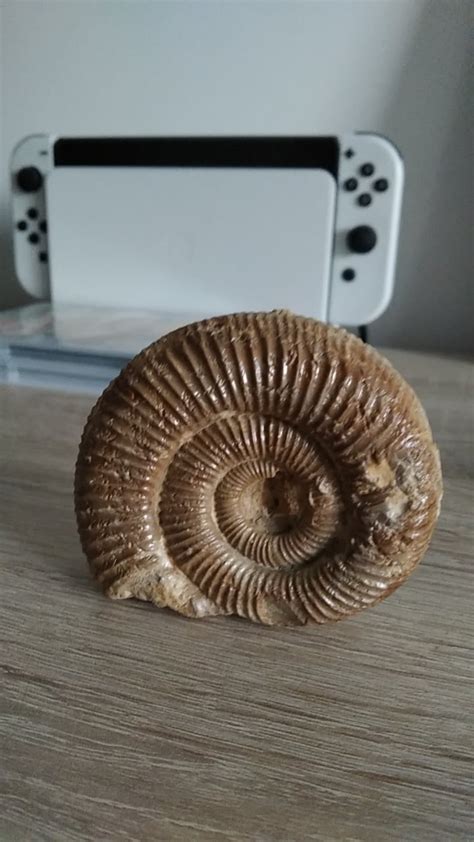 I bought a helix fossil.Does anybody know how to revive it? : r/MandJTV