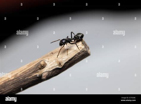 Spider mimicking hi-res stock photography and images - Alamy