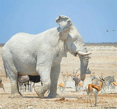 África | Animais silvestres, Animais raros, Elefantes