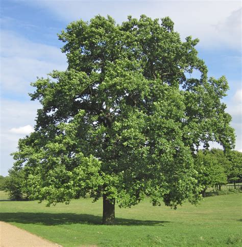 Quercus petraea (Gorun) de vânzare | Copacei.ro - Pepiniera Zalău