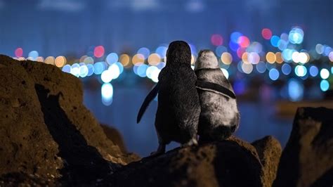 Cute Fairy Penguins