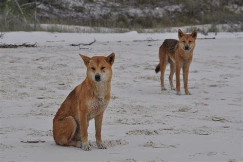 Fraser Island dingo destroyed for lunging at girl, 11 | Daily Telegraph