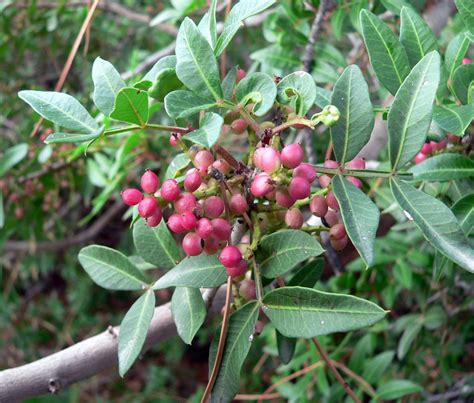 pistacia+lentiscus (image)