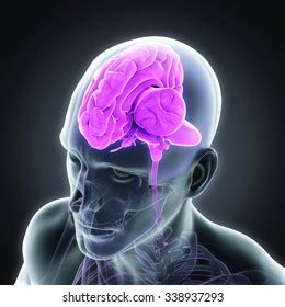 Human Brain Anatomy Stock Illustration 338937293 | Shutterstock