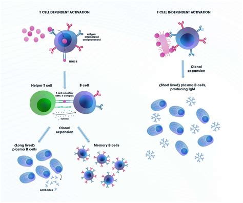 B Cells, Memory B Cells and Plasma Cells: B Cell Activation, Development and the B Cell Receptor ...