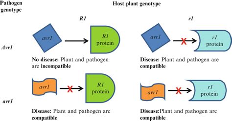 1 Flor's gene-for-gene model. For resistance (incompatibility) to ...