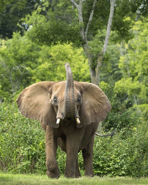 Experience the Nashville Zoo at Grassmere