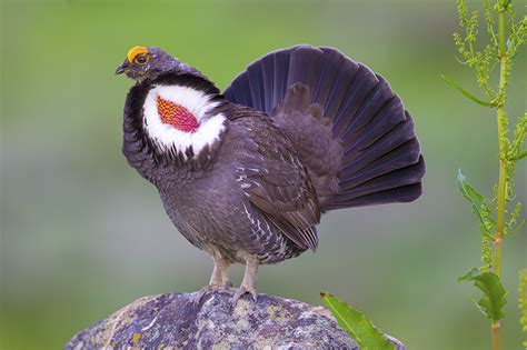 Grouse Species — The North American Grouse Partnership