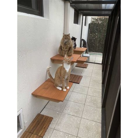 Outdoor Cedar Cat Wall System: Perch - CatWallShelves Superstore