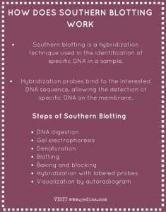 How Does Southern Blotting Work - Pediaa.Com