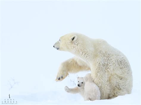 Polar bear (Ursus maritimus) and cub high-five. Wapusk National Park ...