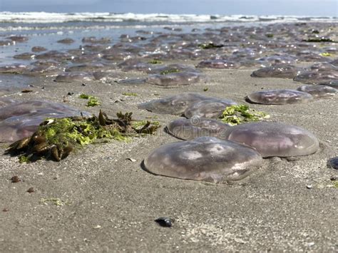 Jellyfish on the Beach stock photo. Image of detail, travel - 57692380