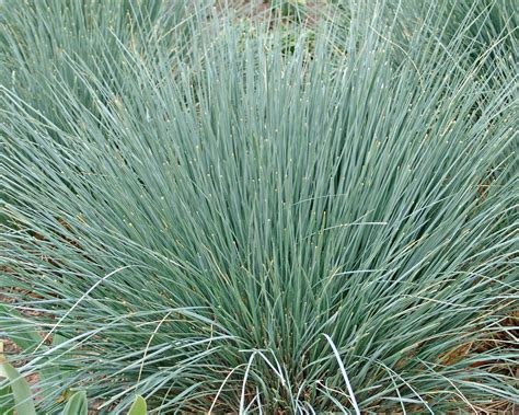 The 13 Best Ornamental Grasses for Fall Color