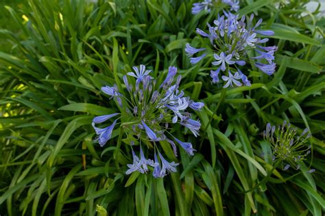 Dwarf Agapanthus Blue