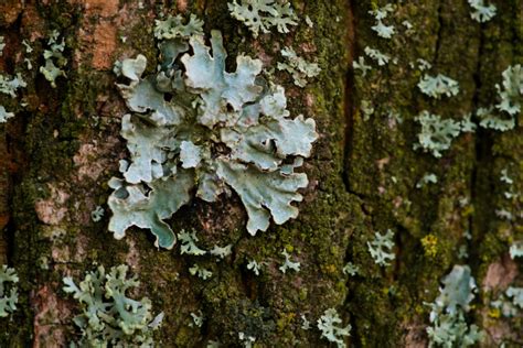 Lichens On Trees - Causes And Treatment