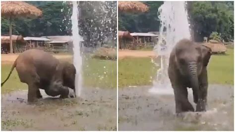 Adorable baby elephant plays with water, leaves netizens gushing--Watch | viral News | Zee News