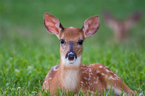 Welcome To Wisconsin Deer Park - Wisconsin Deer Park