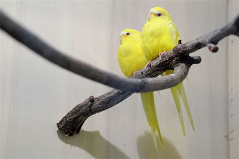 Lutino Parakeet—Full Profile, History, and Care