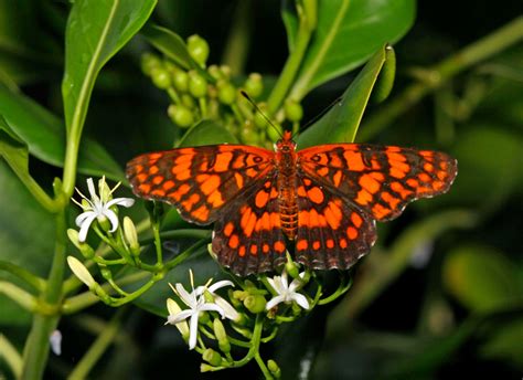 Puerto Rico Wildlife: Alfredo Colón | Butterflies