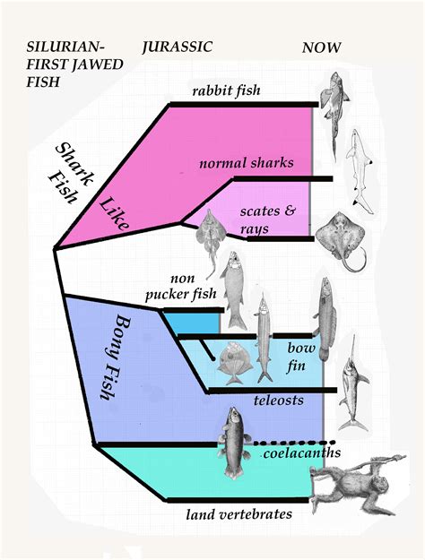 Jurassic Puckering – Kissing Fish and Salt Water Evolution | BEYONDbones