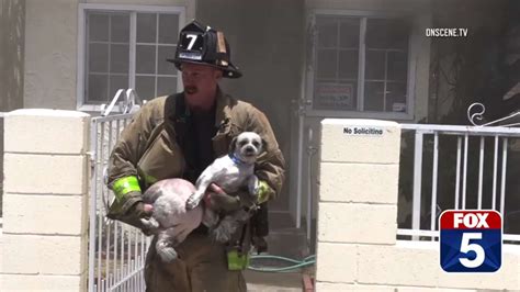 Firefighter Enters Burning Home To Save Two Dogs Trapped Inside - The Dodo