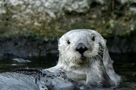 Sea Otter Habitat: Ultimate Guide - MarinePatch