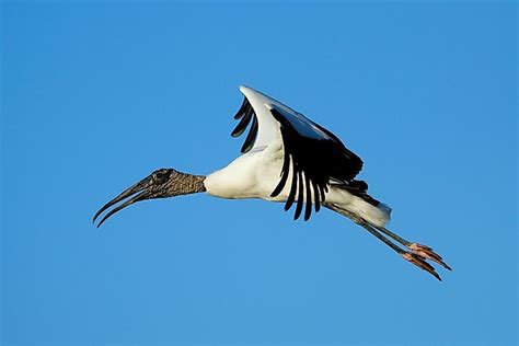 The Animals of the Florida Everglades - WorldAtlas.com