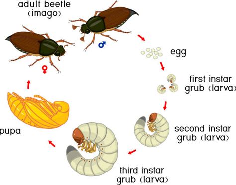 Life Cycle Of The Dung Beetle Stock Photos, Pictures & Royalty-Free Images - iStock