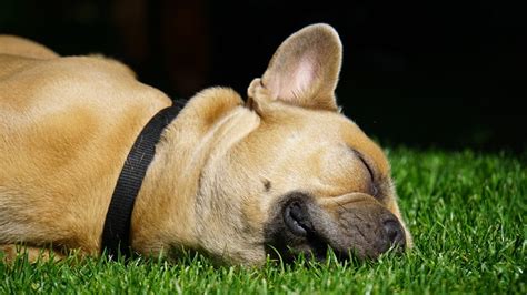 5 Signs of a Stroke In Dogs You Should Know About