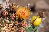 Free picture: flowering, barrel, cacti, wildflowers, desert