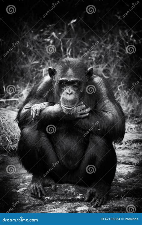 Sad chimp stock photo. Image of concept, carnivore, chimpanzee - 42136364